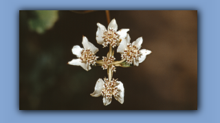 1993_WA_D05-18-03_Kreuz des Suedens (Xanthosia rotundifolia).jpg